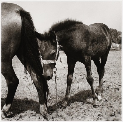 Peter Hujar: Colt with Mother, Italy, 1978, Silbergelantineprint, 37 x 37 cm