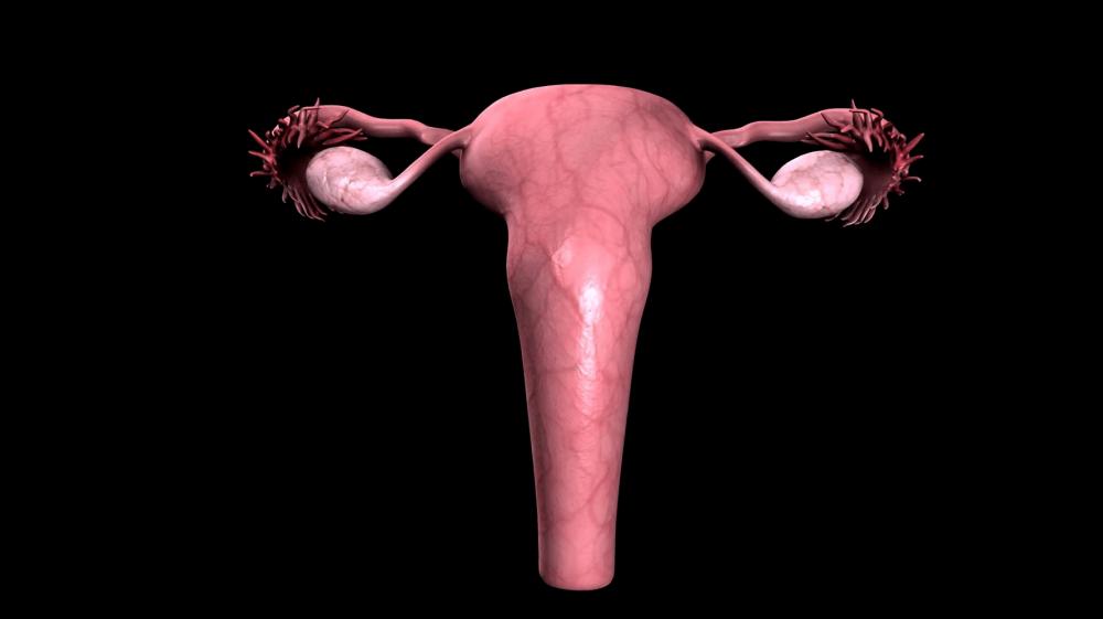 14 female reproductive system with nervous system and urinary bladder